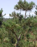 Akita Bonsai Nursery - Bonsai